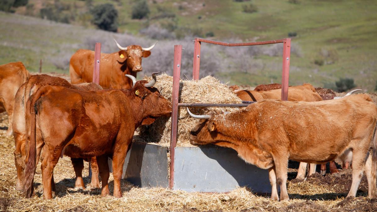 Varias vacas en una explotación ganadera cordobesa.