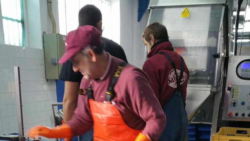 Preparación de mejillón en Mariscos Sálvora, una depuradora de Vilaxoán (Vilagarcía).