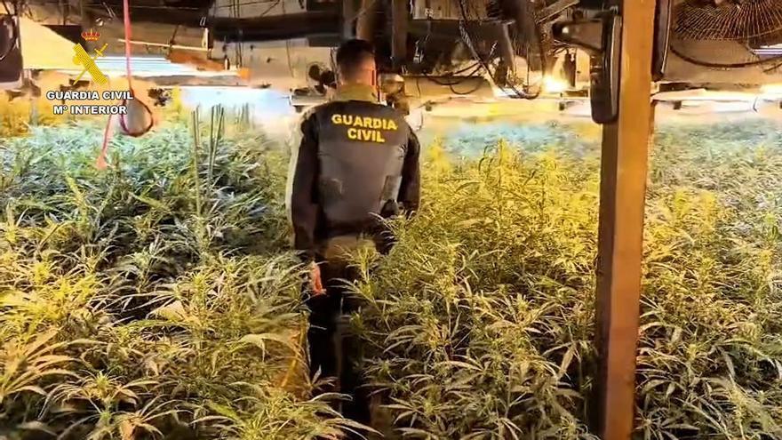 Gran operativo contra una plantación de marihuana en Zaragoza con tres arrestos