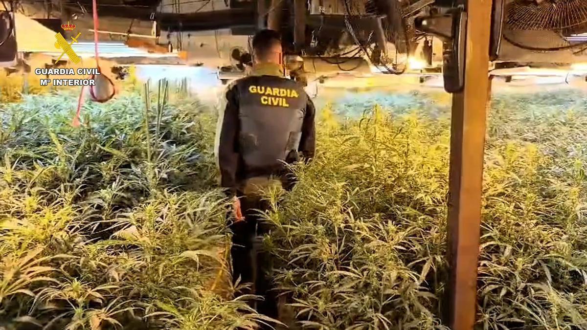 Tres detenidos por una plantación de marihuana que albergaba 3.650 plantas en La Muela