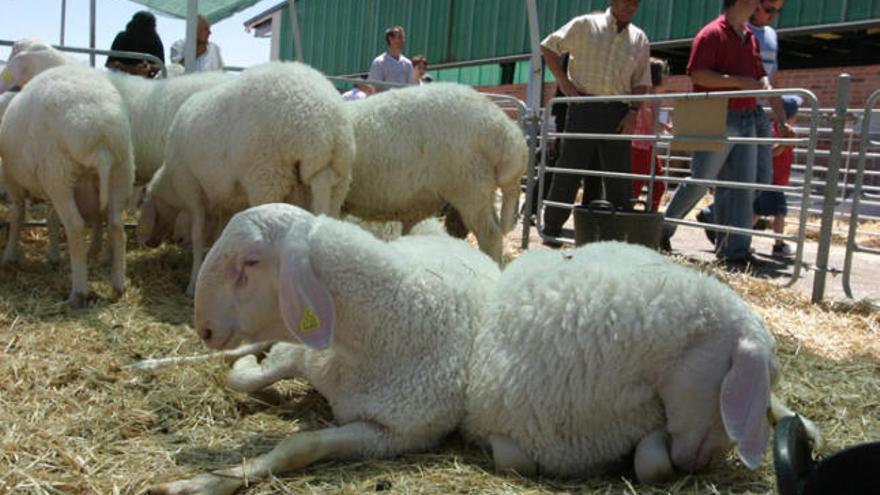 Feria de Ganado selecto celebrada en las fiestas de San Pedro de 2004.