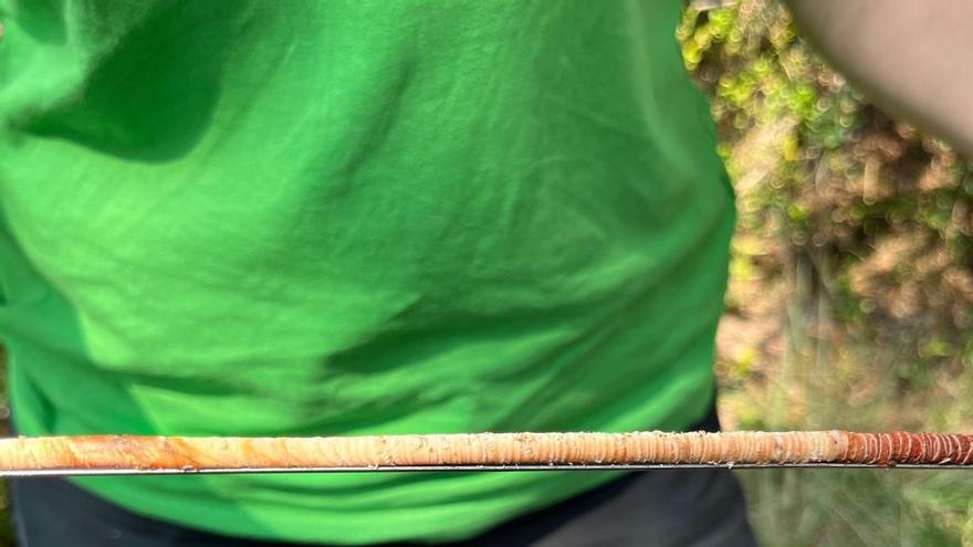 El grup de Boscos i Aigua del Centre Tecnològic estudia el creixement dels arbres de l&#039;Aigua dOra