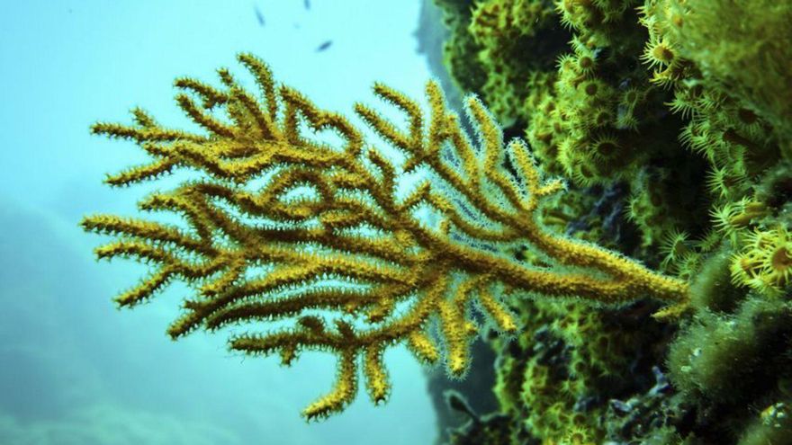 La UE vol restaurar el 20% dels ecosistemes marins abans del 2030