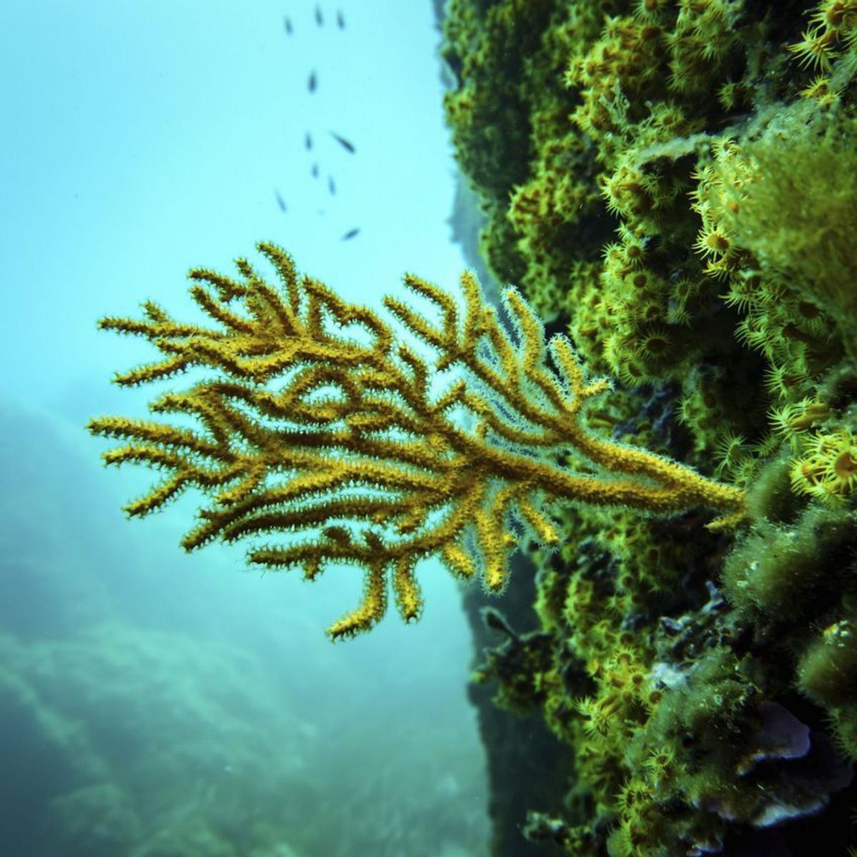 La UE vol restaurar el 20% dels ecosistemes marins abans del 2030 La UE vol restaurar el 20% dels ecosistemes marins abans del 2030