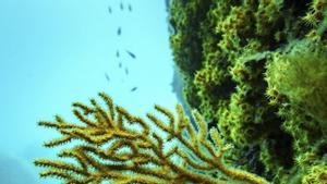 La UE vol restaurar el 20% dels ecosistemes marins abans del 2030