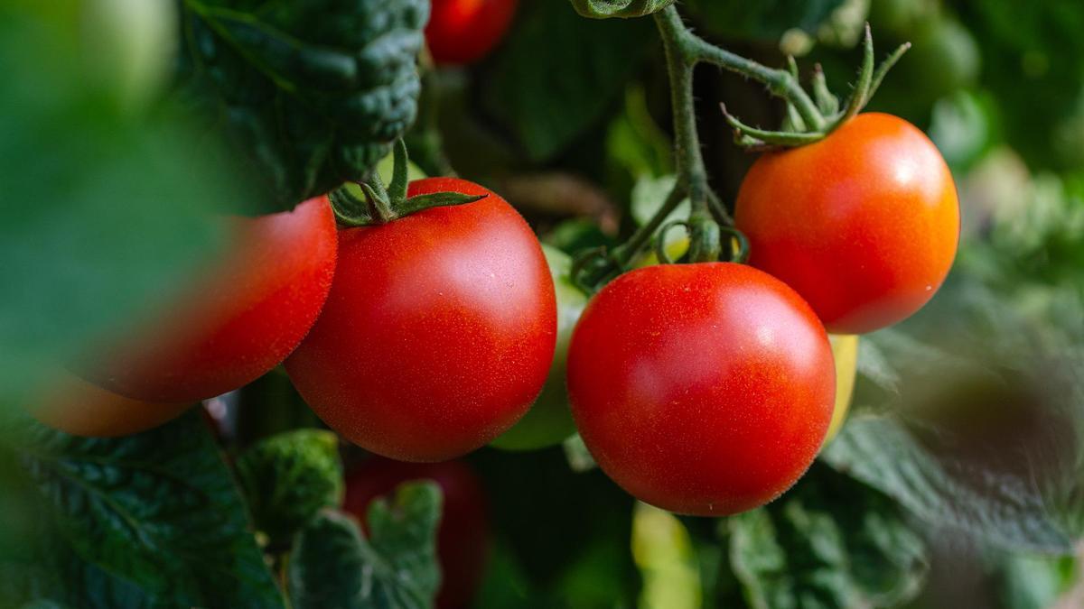 Cómo plantar tomates en una maceta