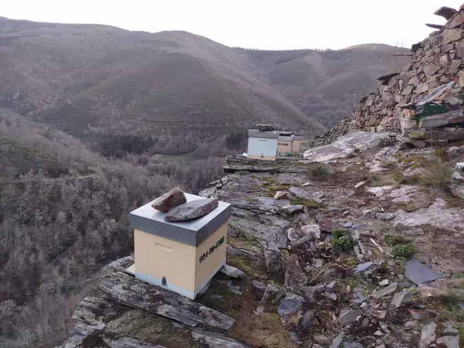 Galicia resucita la apicultura heroica de la Edad Media
