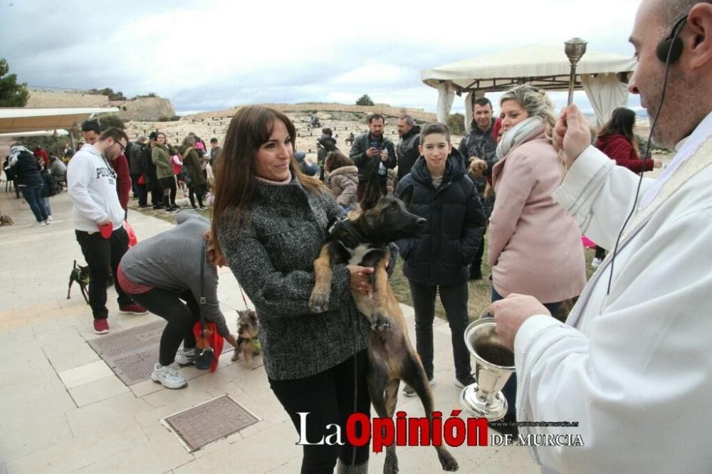 Jornada especial por San Antón en la Fortaleza del Sol de Lorca