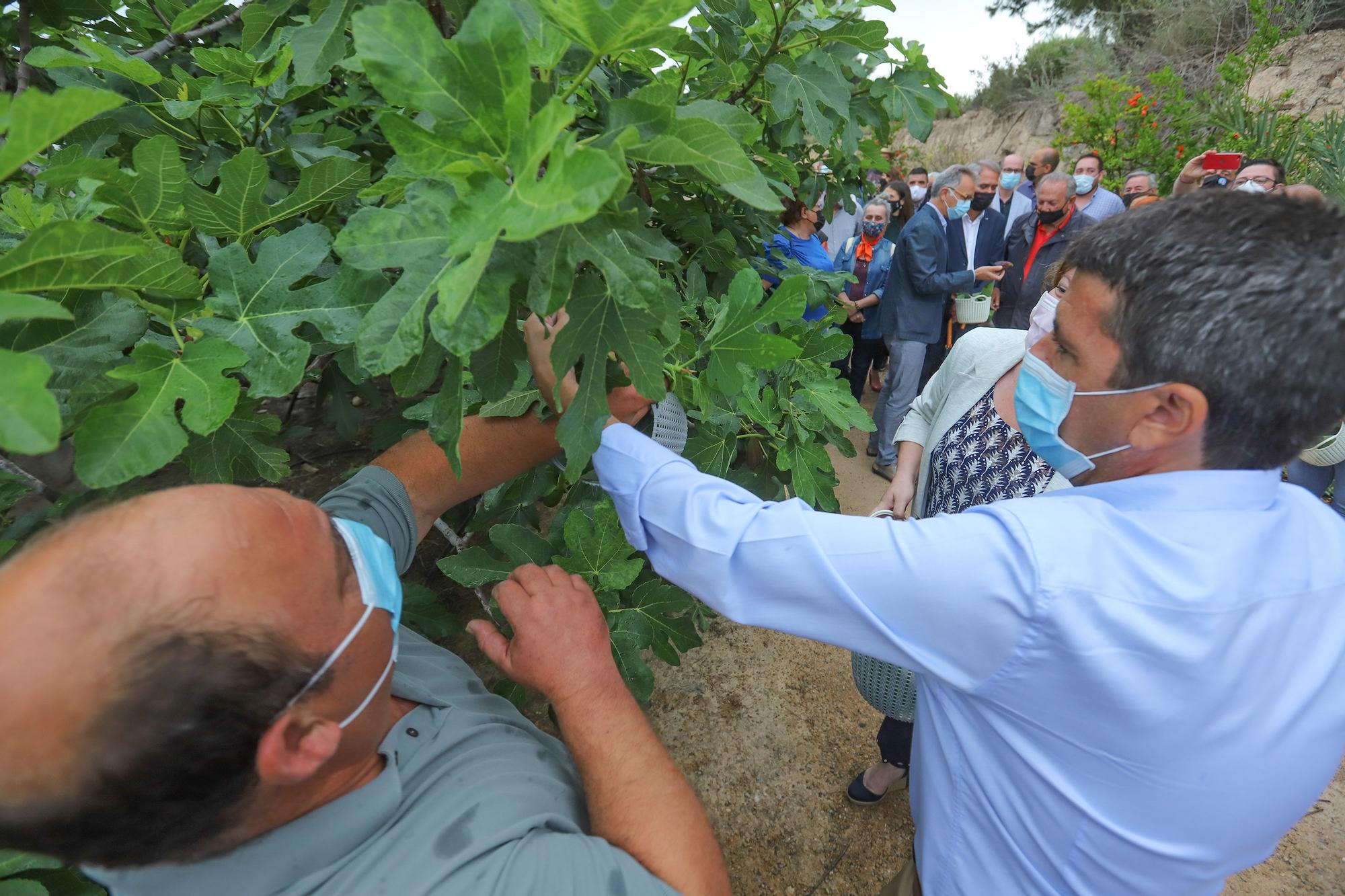 Primer corte de la breve de Albatera, que da inicio a la campaña