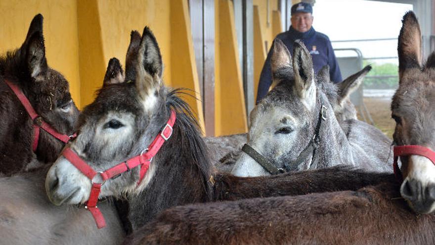 Los burros quedan para este sábado en La Culata