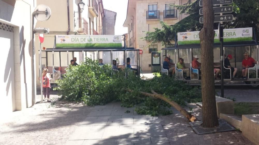 Caída de un árbol en la plaza de los Ciento