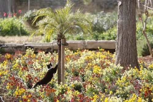 Un gato afila sus uñas en los jardines del palacio de San Anton, residencia oficial del presidente de Malta