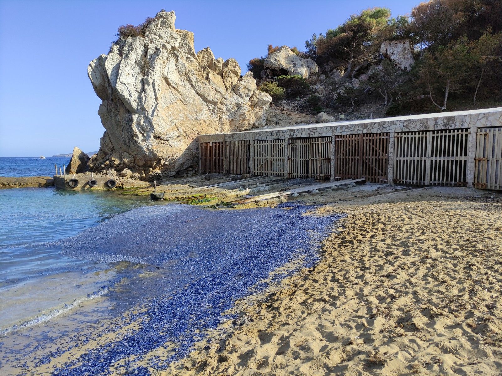 Medusas velero en Ibiza