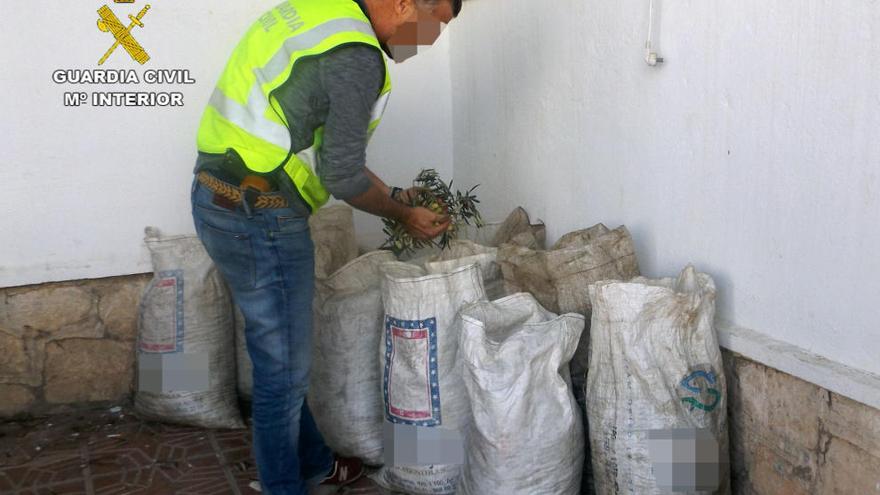 Recuperan más de trescientos kilos de aceituna en Totana