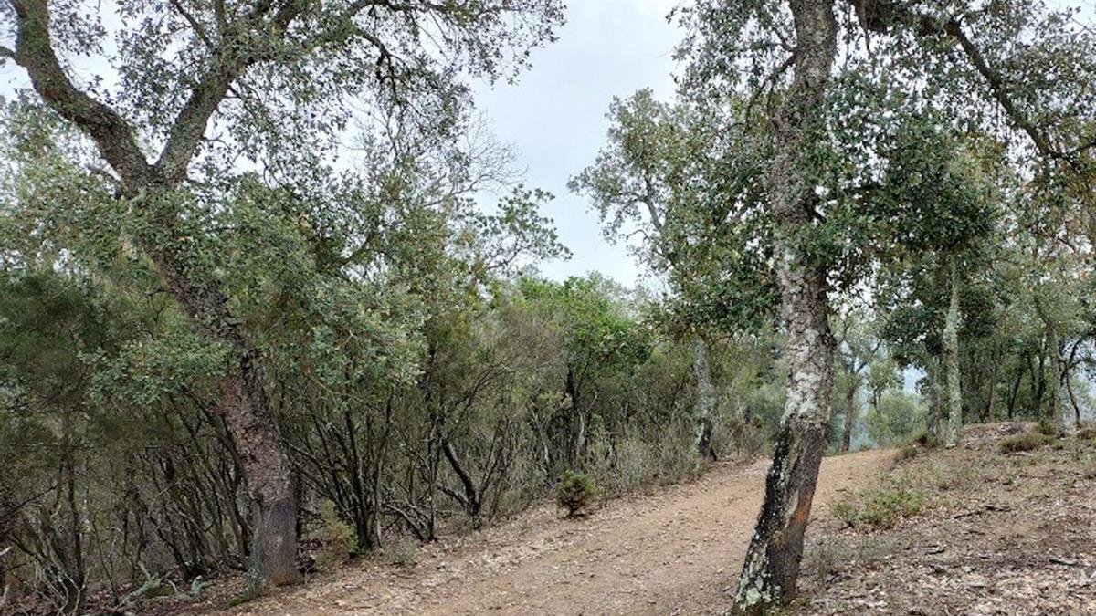 Un bosc de la finca de Can Vilallonga de Cassà de la Selva.  | DIPUTACIÓ DE GIRONA