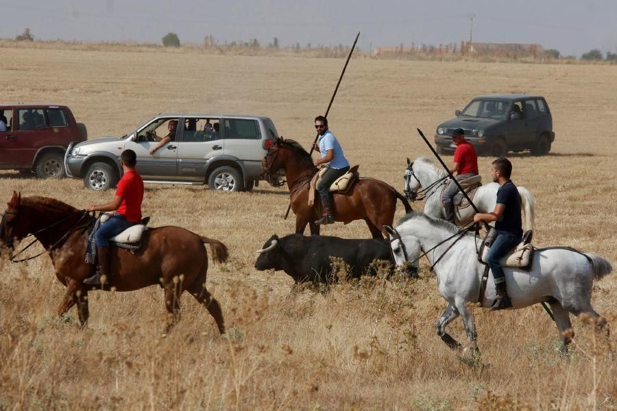 Fiestas en Zamora: Encierro en Villalpando