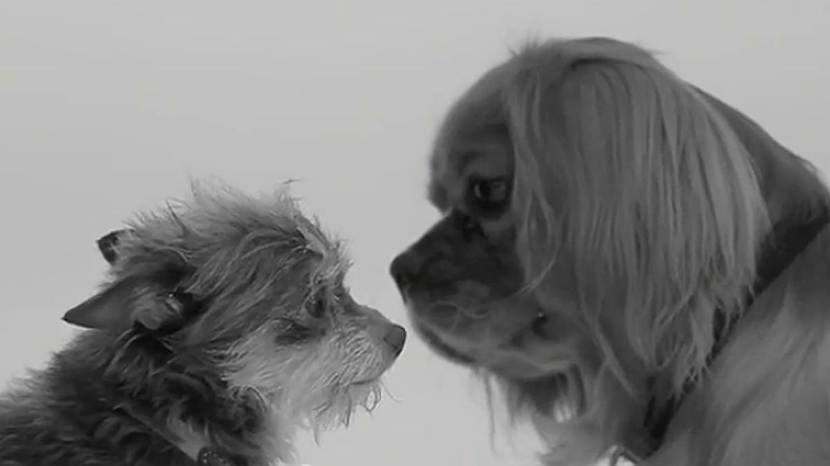 Diverses parelles de gossos es morregen en una versió del vídeo de moda.