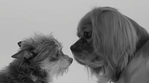 Diverses parelles de gossos es morregen en una versió del vídeo de moda.