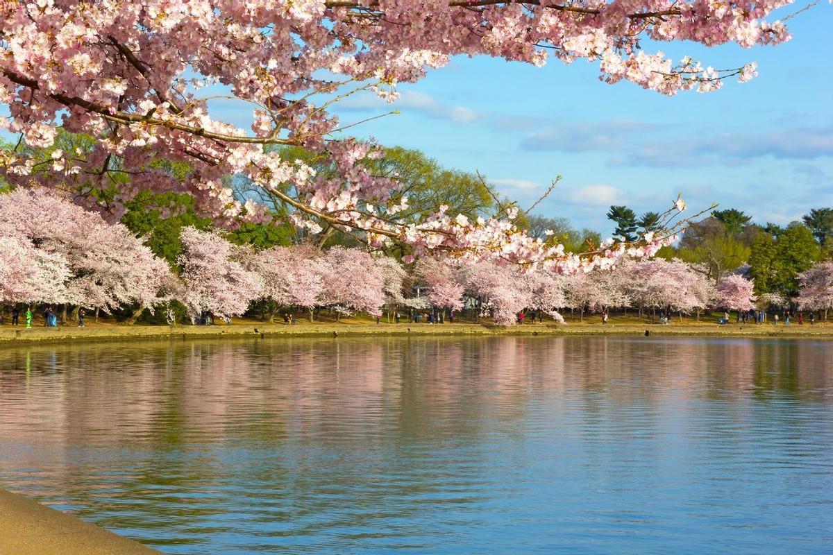 National Cherry Blossom Festival