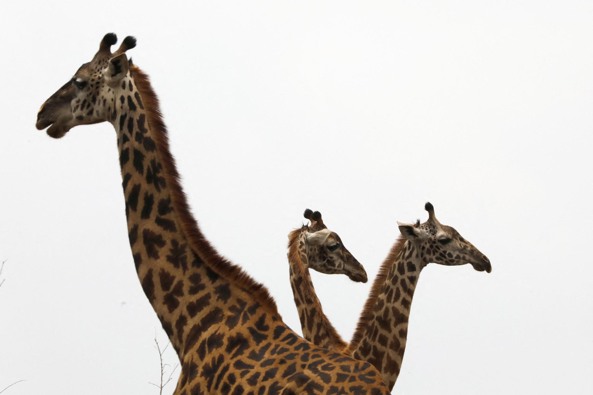 Giraffes stand together in the Nairobi National Park