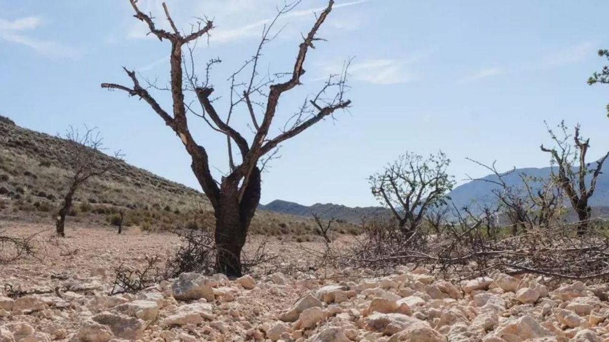 Plantación de almendros afectados por la sequía. .