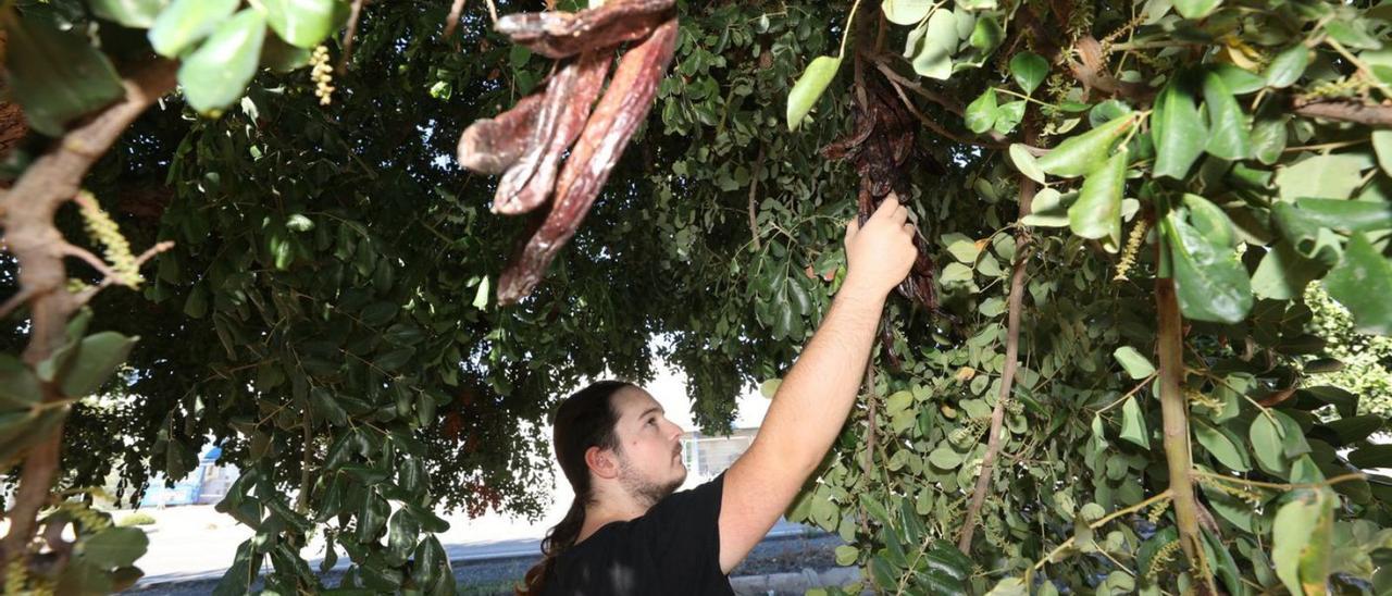 El árbol del algarrobo es resistente a altas temperaturas y sorbrevive muy bien en sequía. | ANTONIO AMORÓS
