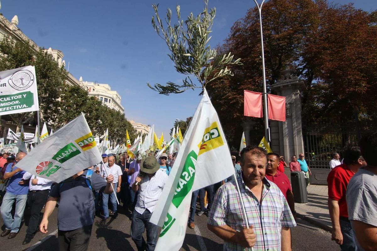 Córdoba se suma a la gran manifestación del olivar en Madrid