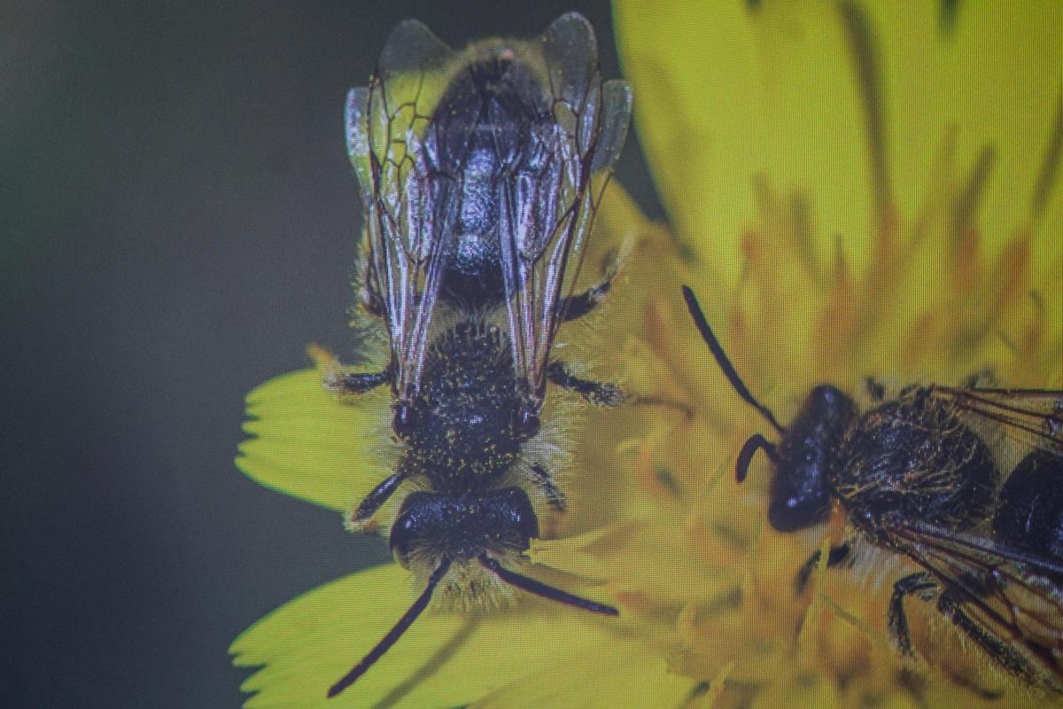 Un taller para identificar las abejas silvestres de Baleares