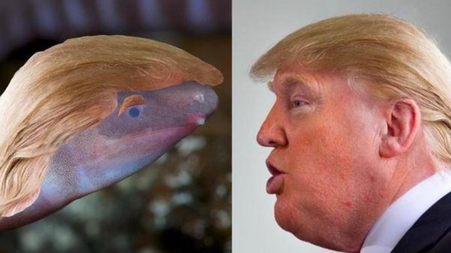 Dermophis donaldtrumpi en &#039;honor&#039; a Trump.