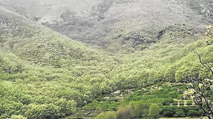 Extinguido el incendio que se declaró en la sierra del Jerte el día 12