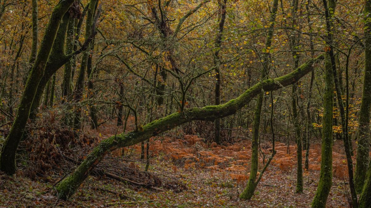 Vista de un bosque durante el otoño en Esgos, Nogueira de Ramuín (Ourense).