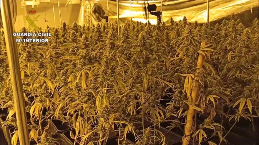 Desarticulen tres organitzacions criminals de cultiu de marihuana al Bages