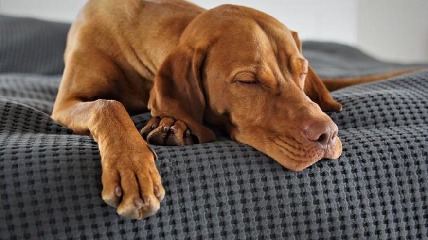 Ayuntamientos y tenencia responsable de animales