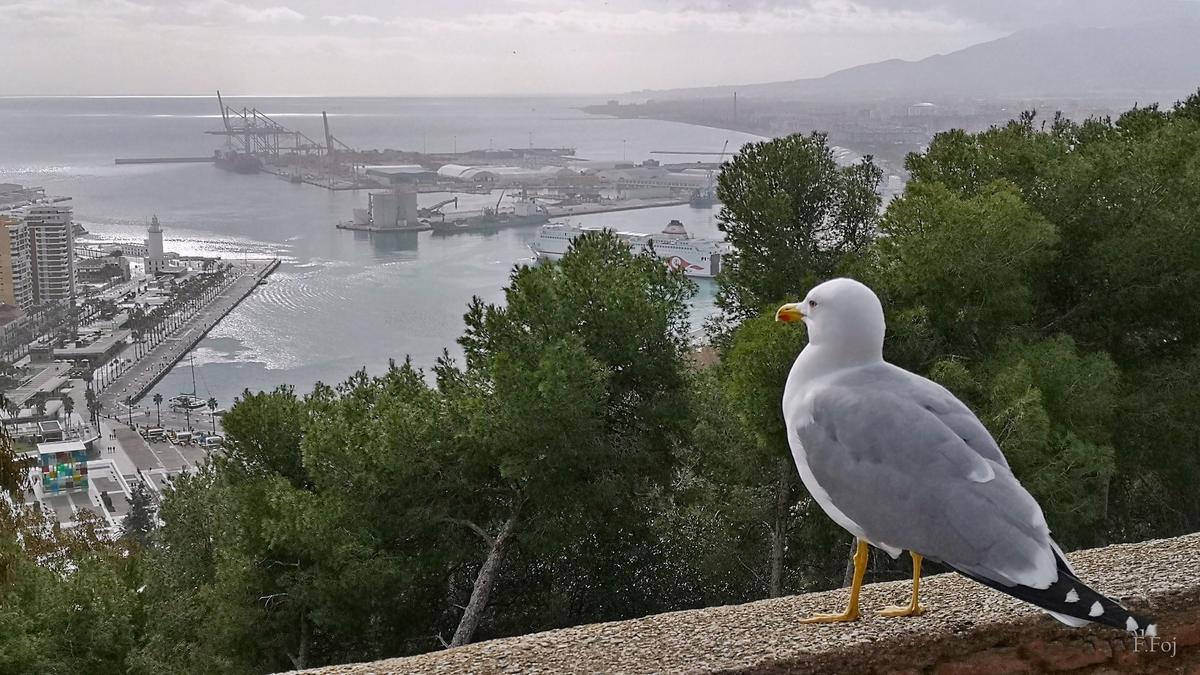 Gaviota en la subida a Gibralfaro.