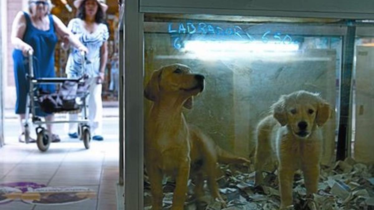 Dos cachorros en la tienda Los Aristoperros