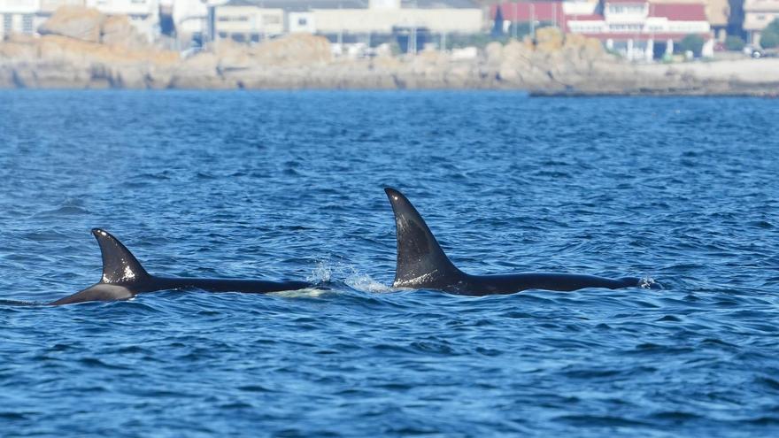 Identificadas las dos orcas que entraron en la ría de Arousa: &#039;Gael&#039; y &#039;Prior&#039;
