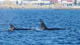 Identificadas las dos orcas que entraron en la ría de Arousa: 'Gael' y 'Prior'