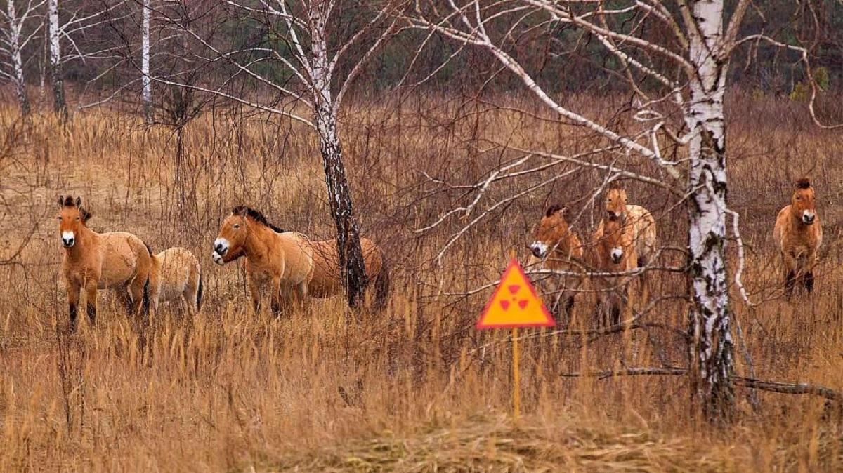 Animales en zona afectada por la radiactividad de Chernóbil