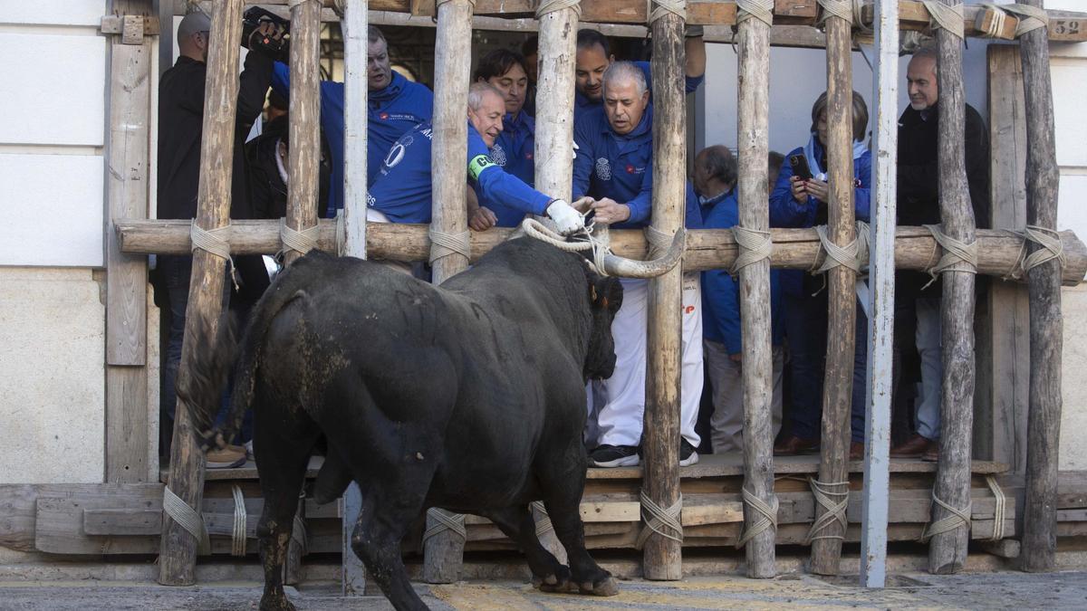 Así ha sido la "embolà" del bou de la Puríssima de Ontinyent