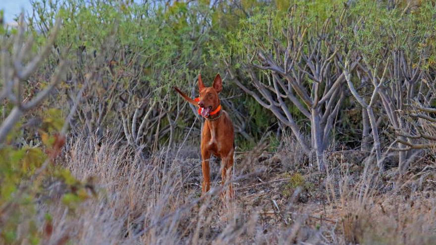 Un  perro de caza, en plena acción.