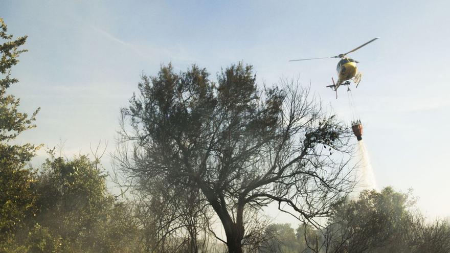 Els boscos no estan preparats per a temperatures de sabana africana