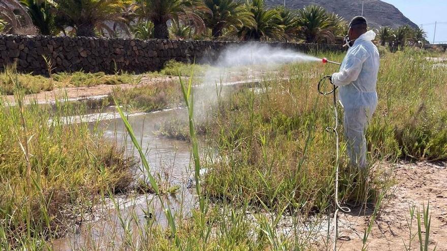 Mosquitos devoradores en Tuineje