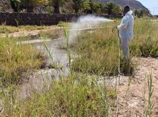 Mosquitos devoradores en Tuineje