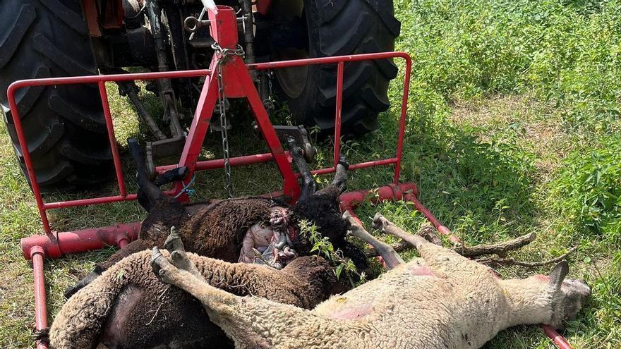 El lobo llega a Bueño, a cinco kilómetros de Oviedo, y mata a tres ovejas: “Los vecinos de más edad nunca vieron algo así”
