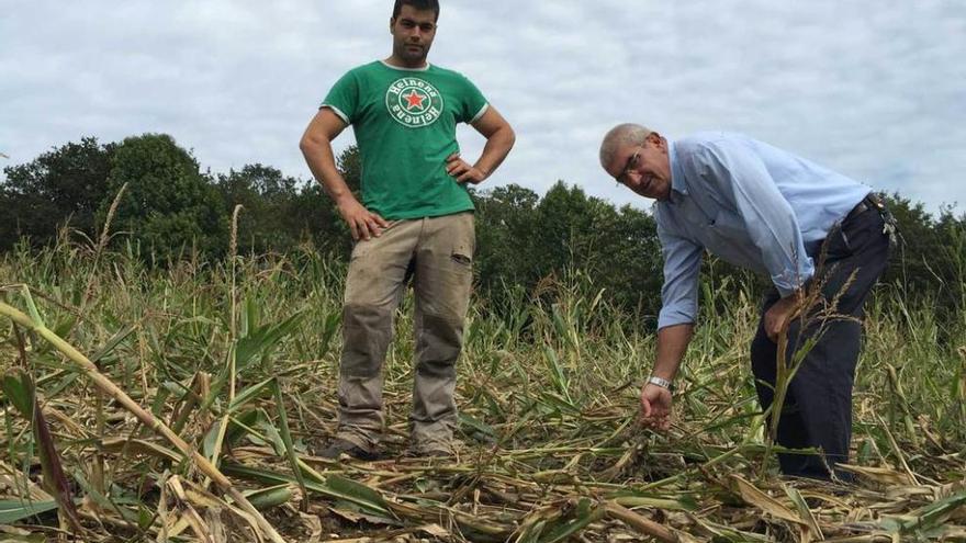 Adrián Quintana y Gonzalo Peruyero revisan los daños en una plantación de maíz de Ludeña, ayer.