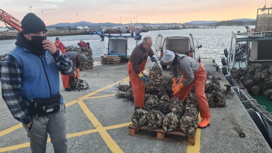 Las descargas de ostra rizada en O Grove.