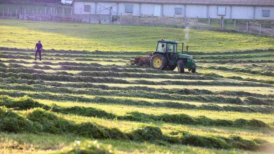 Un agricultor siega forraje en una finca.