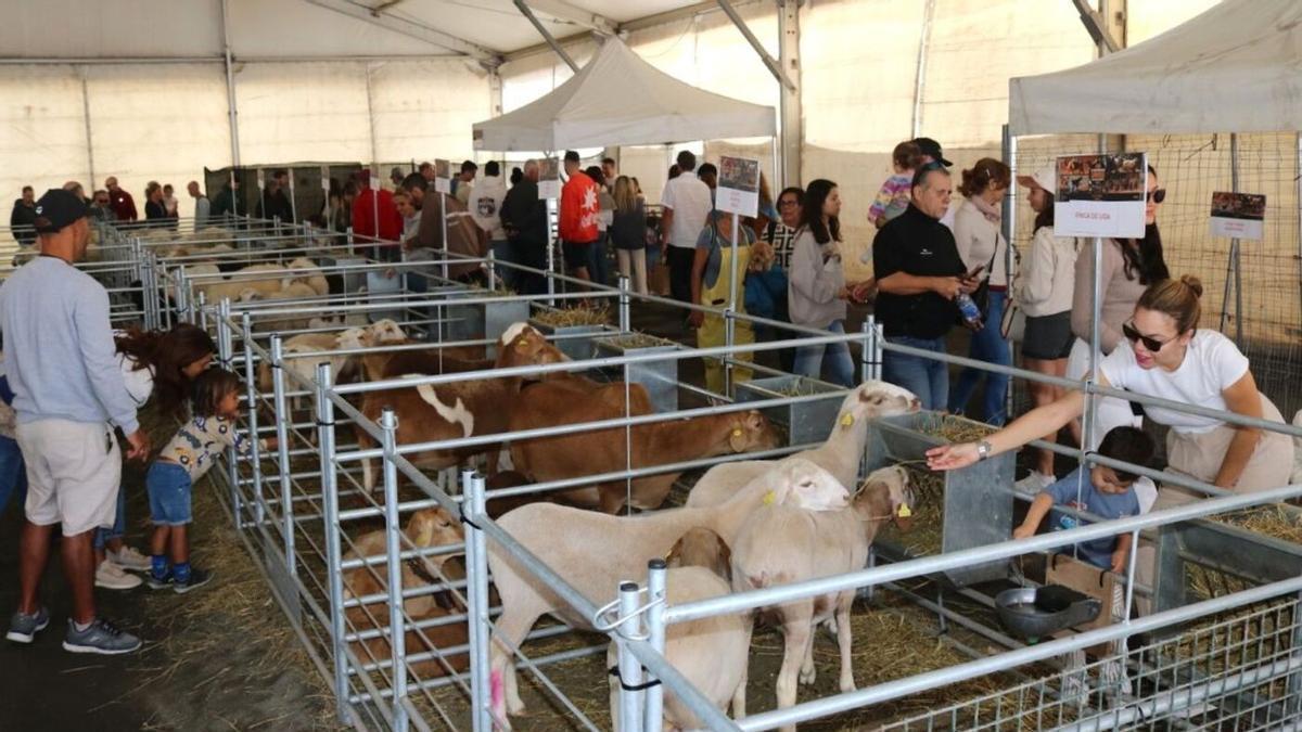 La Feria Insular de Ganado de Uga abre sus puertas el jueves 23 de abril