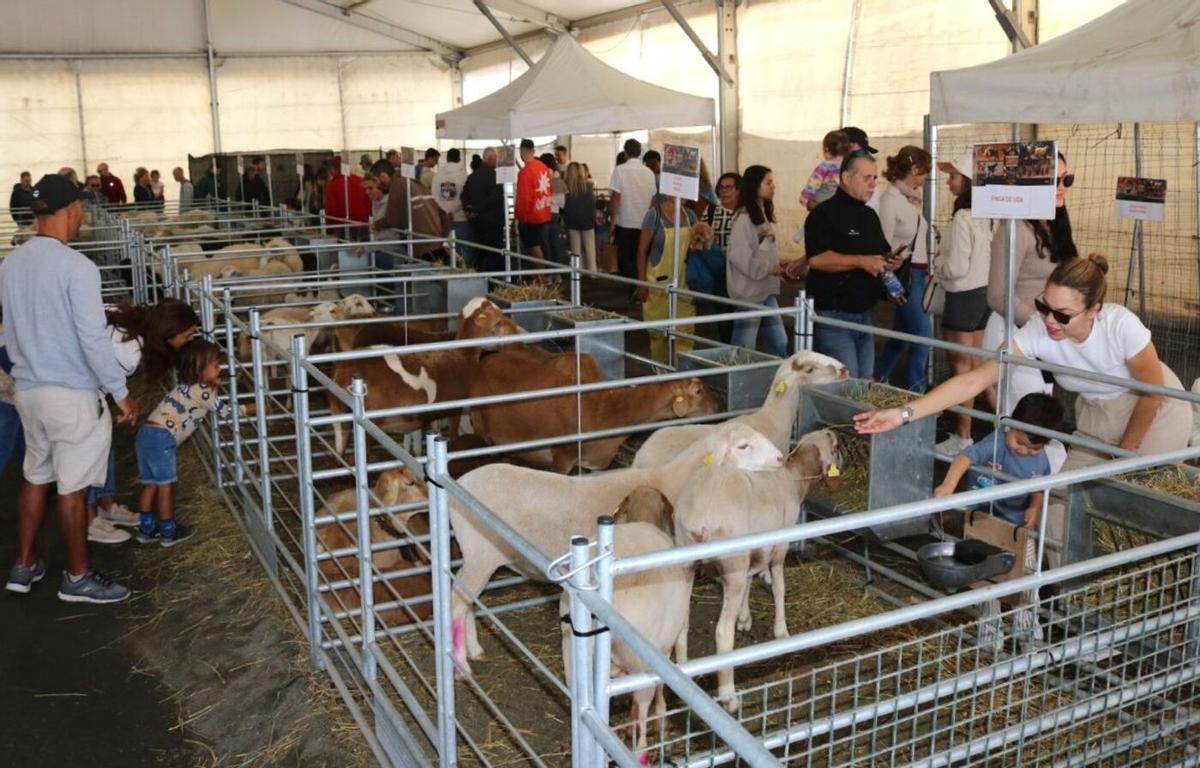 Feria de Ganado en Uga en una imagen de archivo