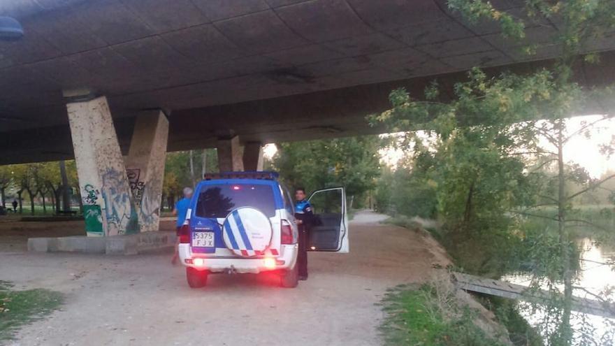 La Policía Municipal busca a un jabalí en una isla del Duero